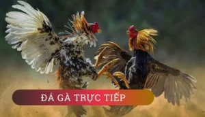 Hướng Dẫn Chi Tiết Cách Chơi Đá Gà GA28 Tại Crown88 Đỉnh Cao