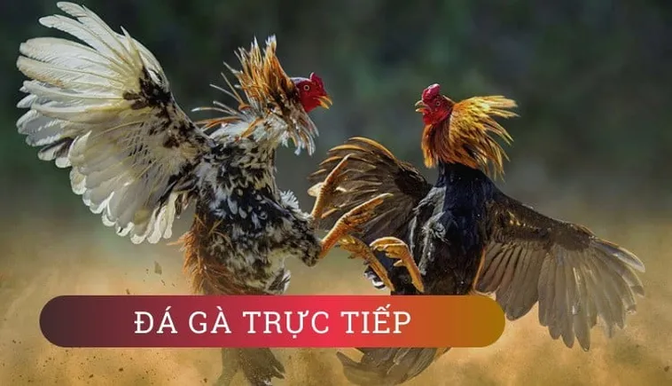 Hướng Dẫn Chi Tiết Cách Chơi Đá Gà GA28 Tại Crown88 Đỉnh Cao