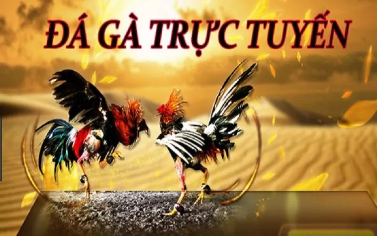 Khám Phá Sảnh Cá Cược Đá Gà Crown88 Đỉnh Cao Và Uy Tín Nhất